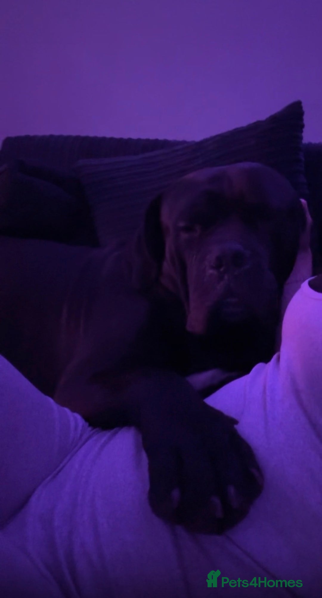 Mixed Breed dogs for sale: cane corso - Advert 3