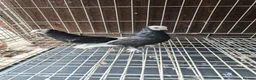 Pigeons birds for sale: Mix pigeons  in Hereford - Advert 6