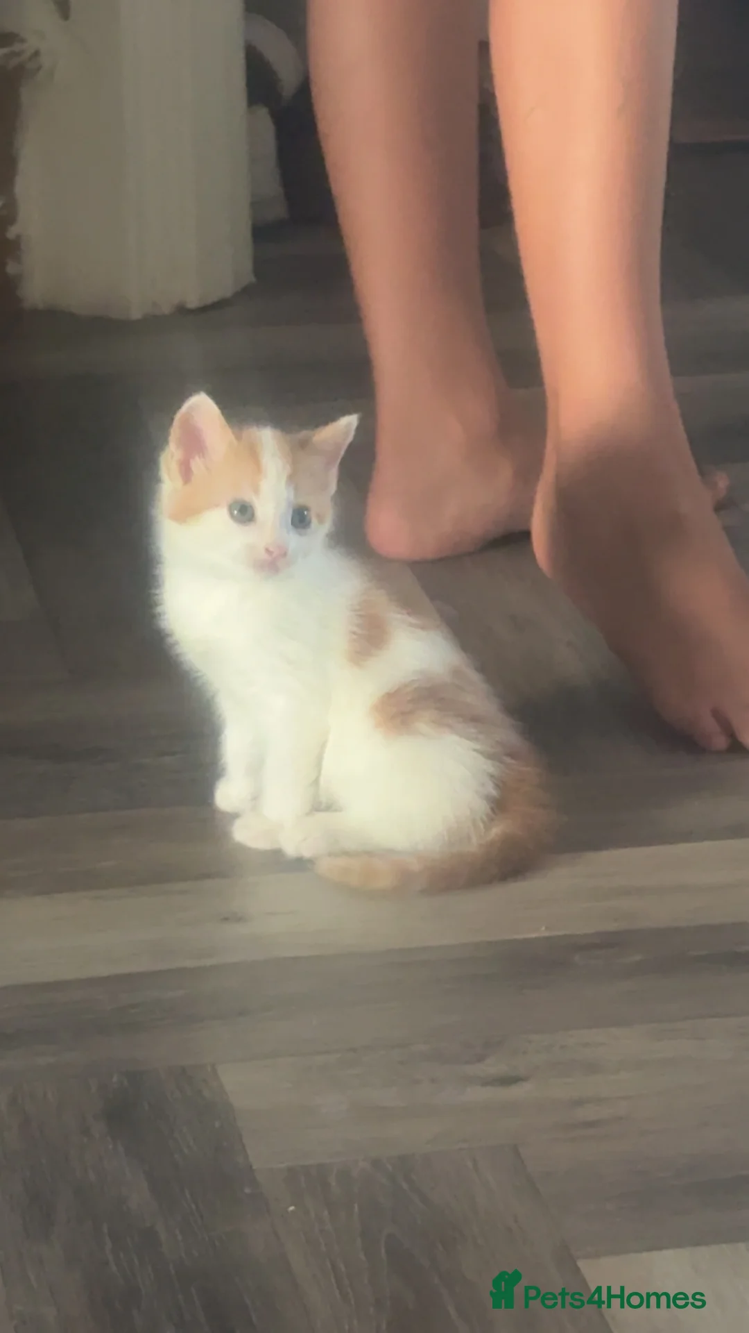 Mixed Breed cats for sale: Beautiful Kittens  - Advert 2