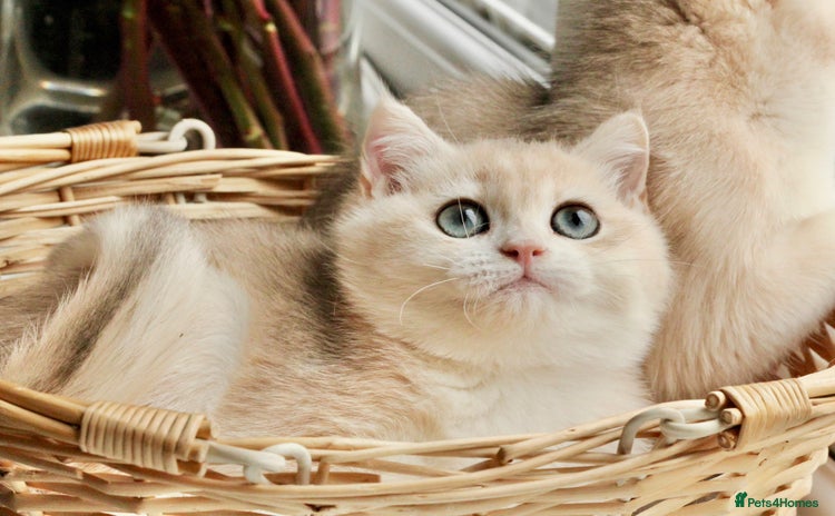 British Shorthair cats - Advert 11