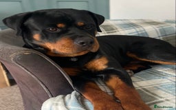 Rottweiler dogs for sale: Dave.  - Advert 10
