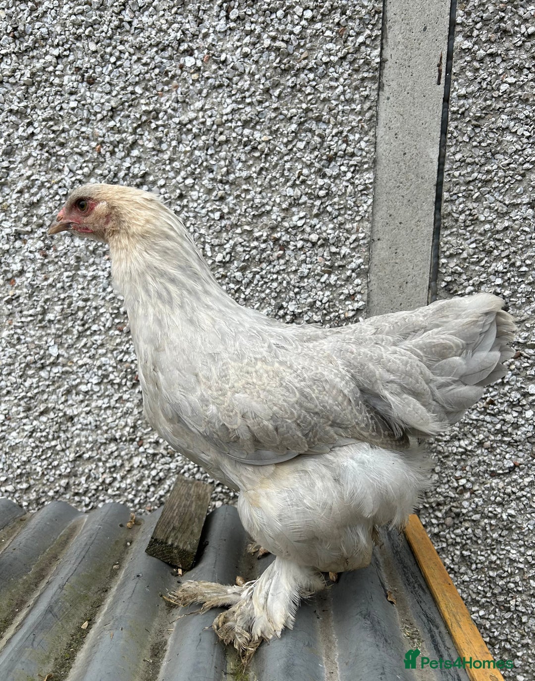 Chickens poultry for sale: Isabella Brahma  - Image 1