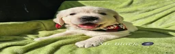 Golden Retriever dogs for sale: Outstanding Kc registered Golden Retriever puppies - Advert 32