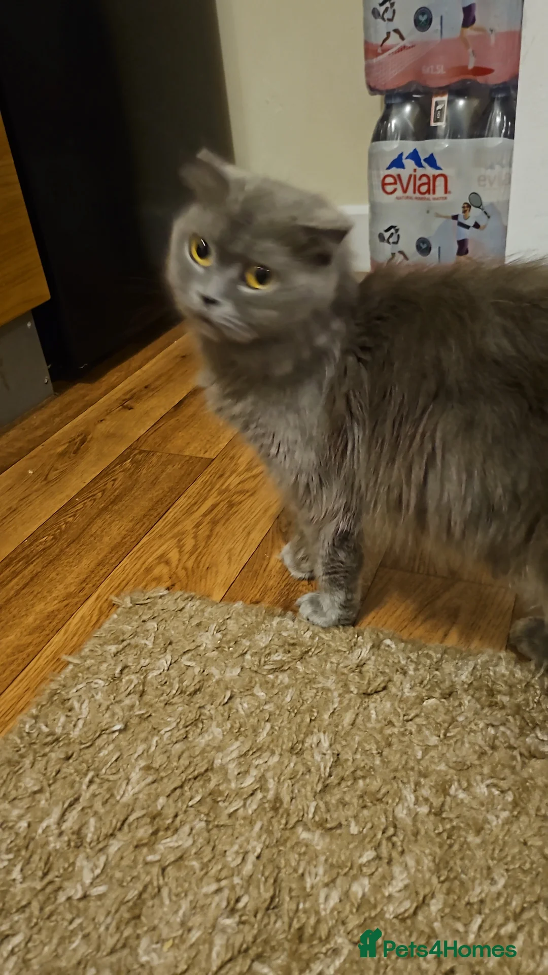 Scottish Fold cats for sale: Scottish fold straight ears kittens 9 wks old  - Advert 3