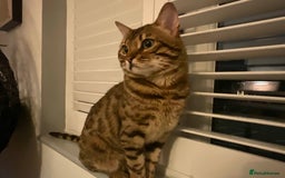 Bengal cats for sale: Beautiful Pure Bengal  - Image 10