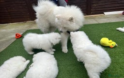 Samoyed dogs for stud: *KC*Beautiful Samoyed For Stud {PROVEN} in Walsall - Image 11