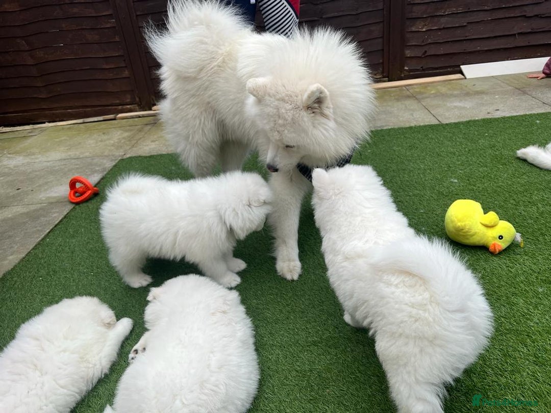 Samoyed dogs for stud: *KC*Beautiful Samoyed For Stud {PROVEN} in Walsall - Image 11