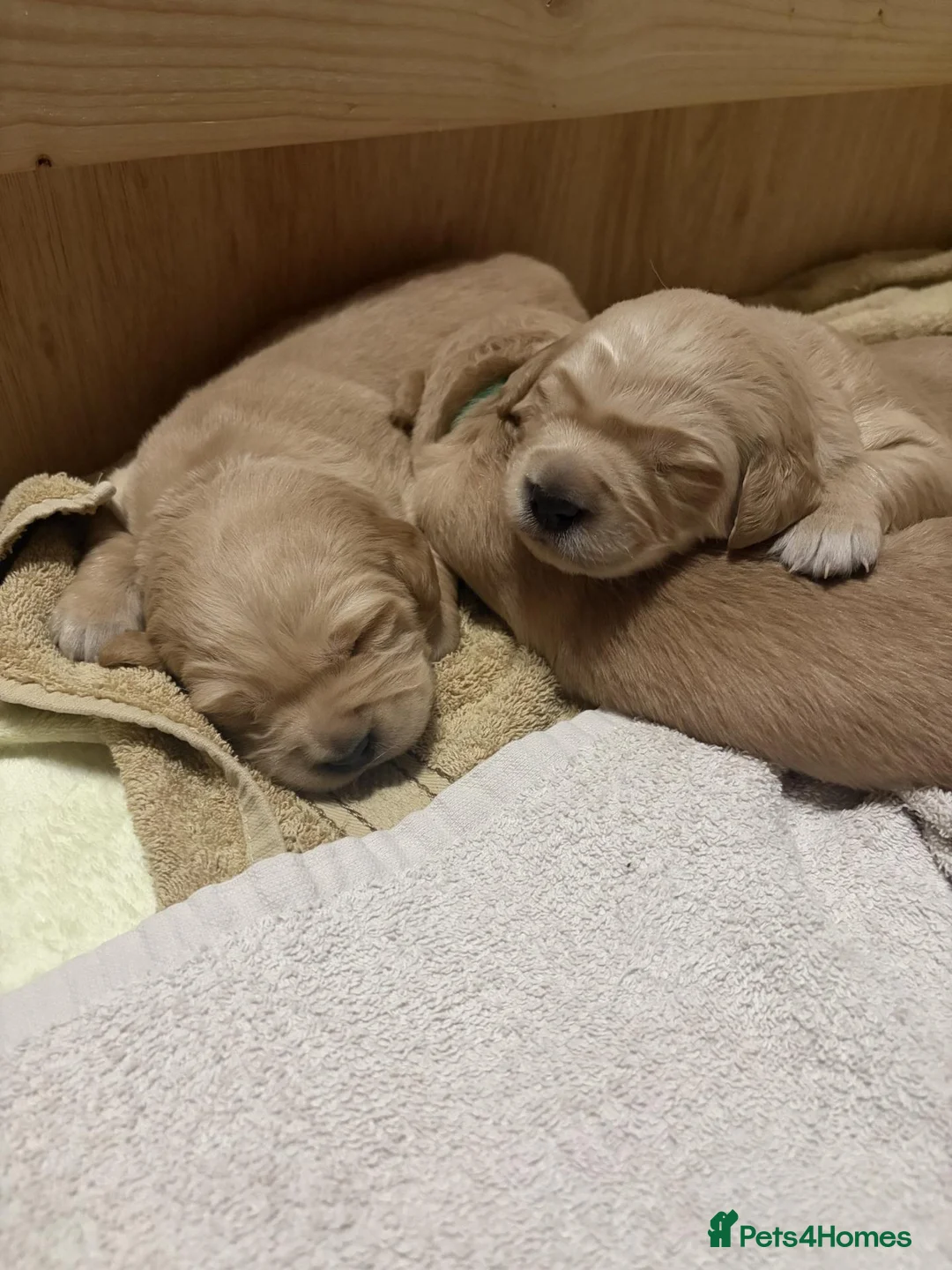 Golden Retriever dogs for sale: Beautiful Golden Retriever Puppies in Glasgow - Advert 2