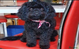 Cavapoo dogs for sale: Gorgeous F1b Toy Cavapoo Babies   - Image 6