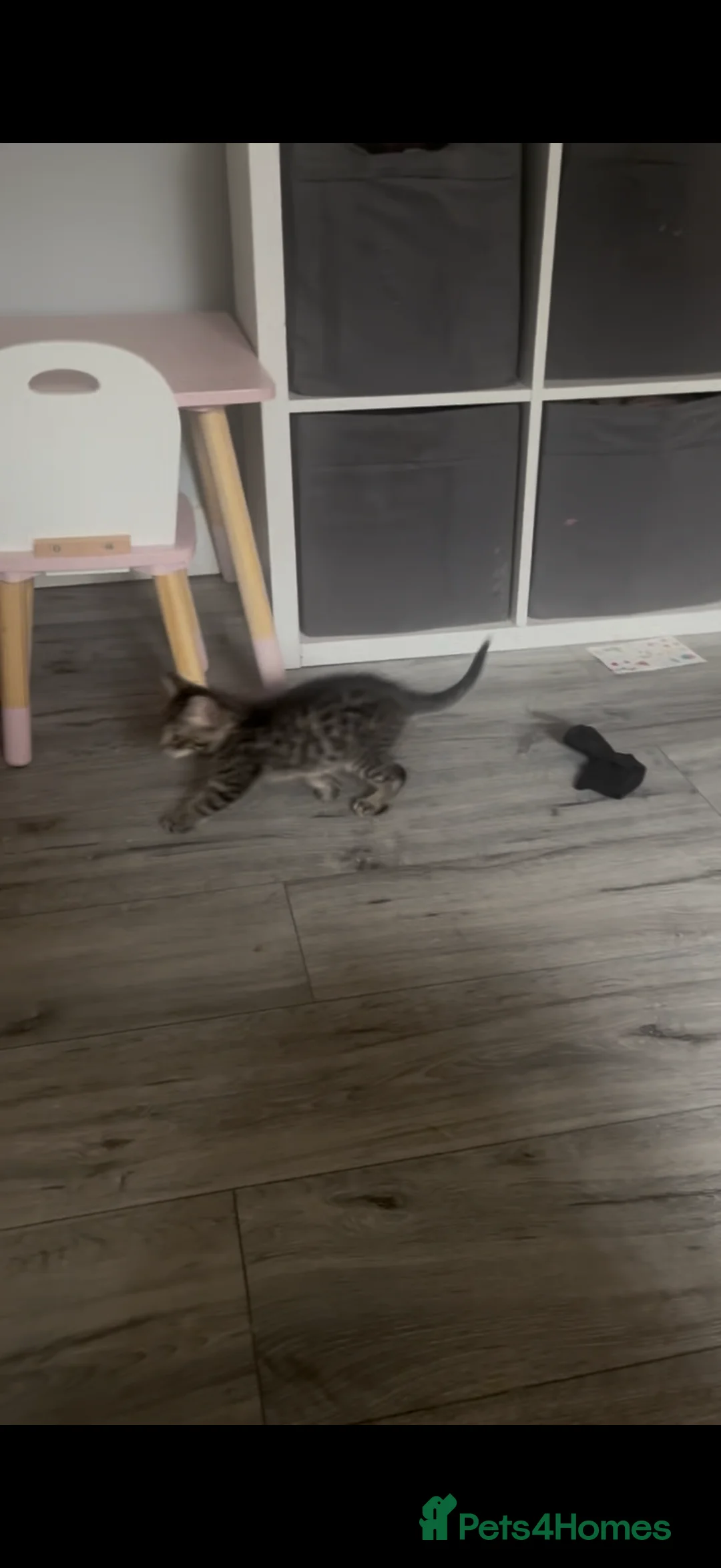 British Shorthair cats for sale: 2 tabby British shorthair kittens - Advert 2