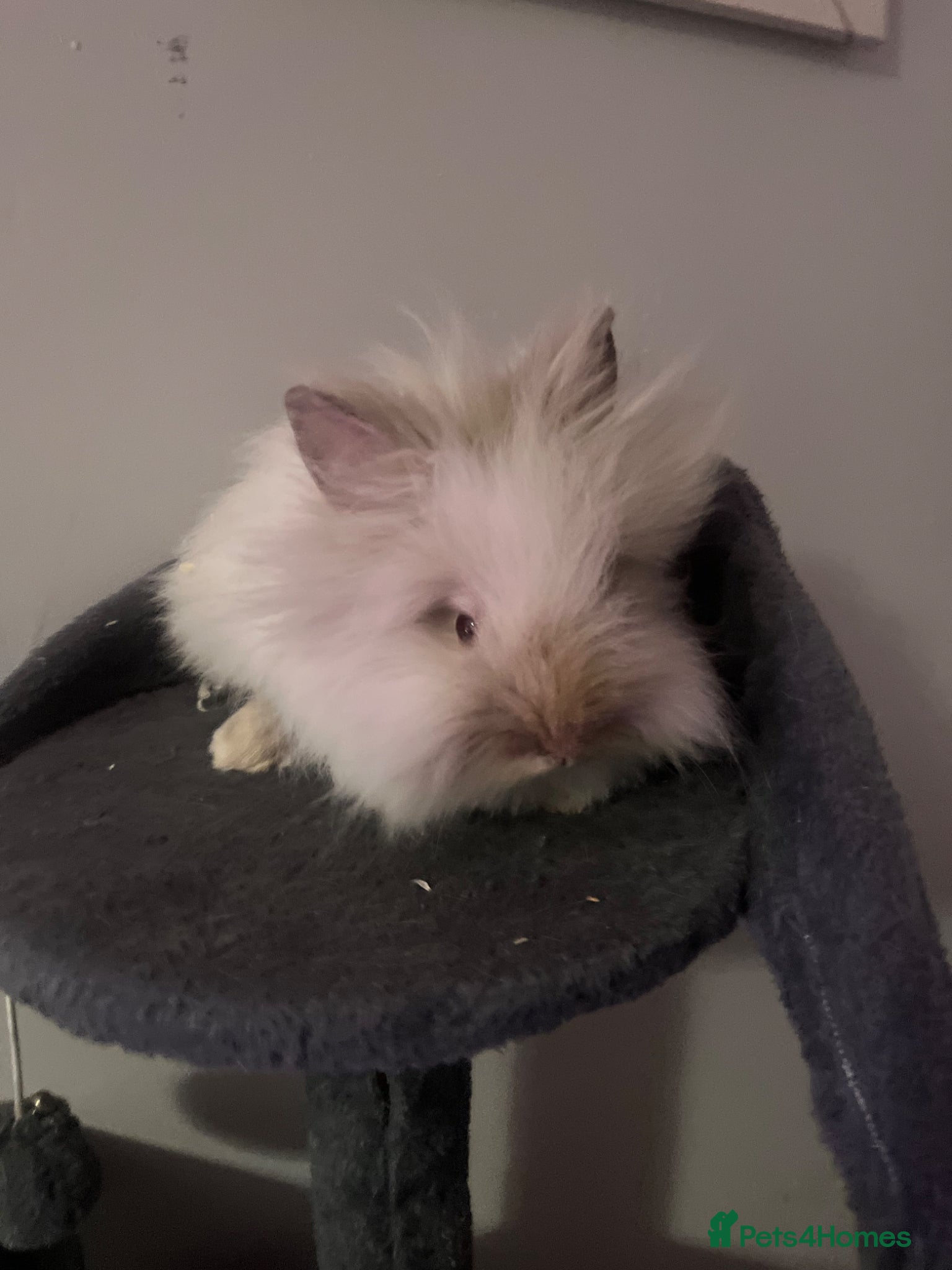 Lionhead rabbits 2x male lion heads for sale - Advert 1