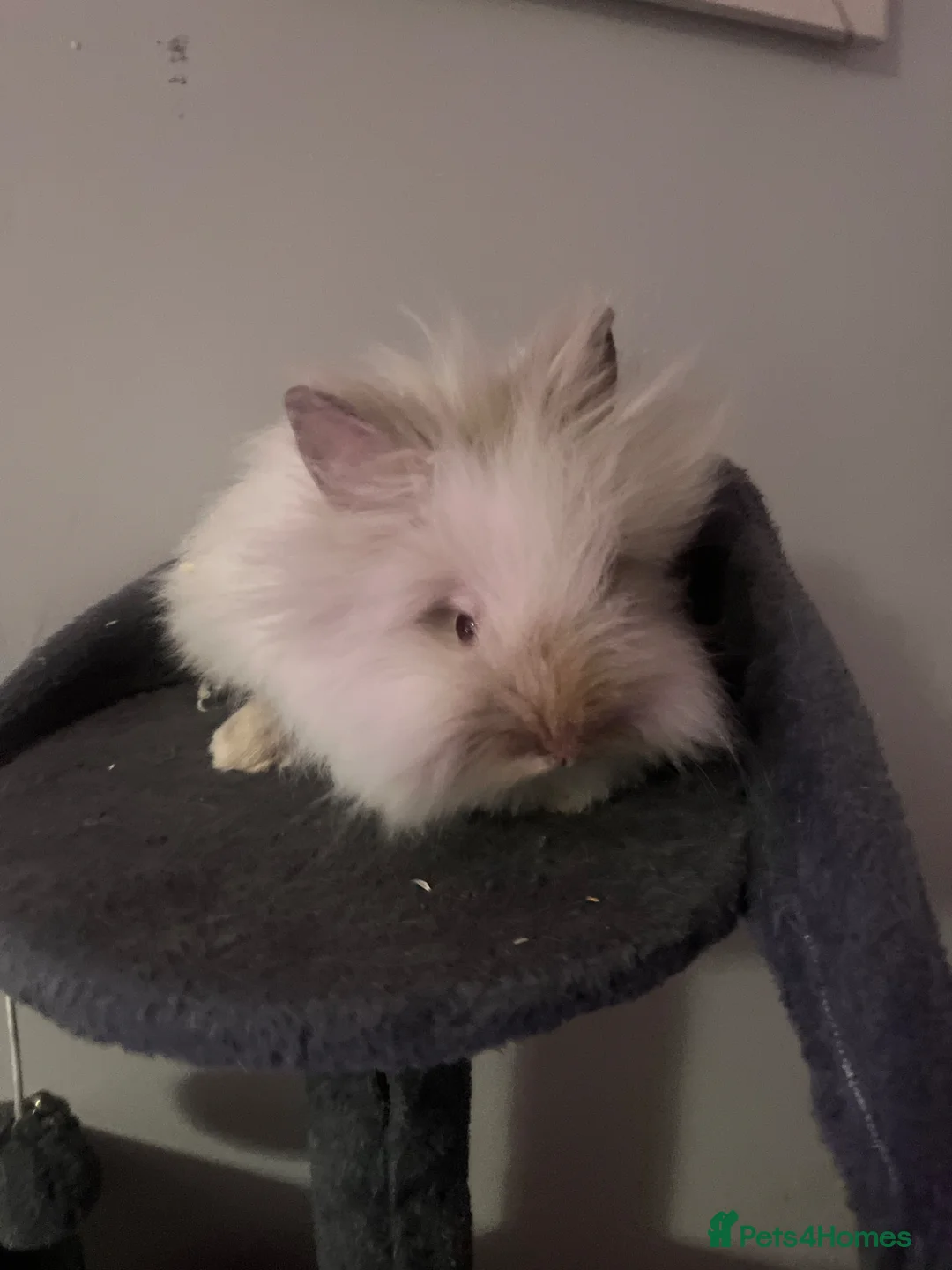 Lionhead rabbits for sale: 2x male lion heads for sale in Hyde - Advert 1