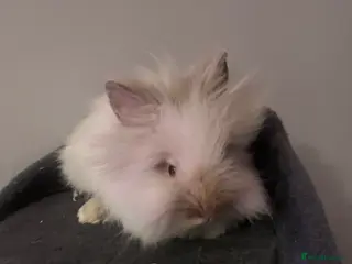 Lionhead rabbits 2x male lion heads for sale - Advert 1