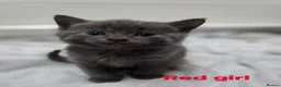 Mixed Breed cats for sale: Beautiful kittens looking for their forever homes  - Advert 18