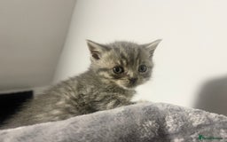 British Shorthair cats for sale: British shorthair kittens responsibly bred - Image 22