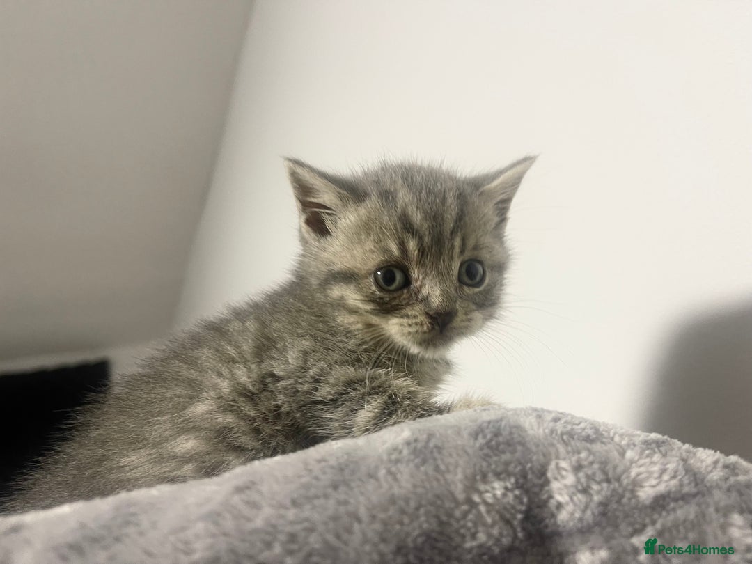 British Shorthair cats for sale: British shorthair kittens responsibly bred - Image 22