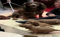 Cockapoo dogs for sale: Cockapoo puppies! - Image 1