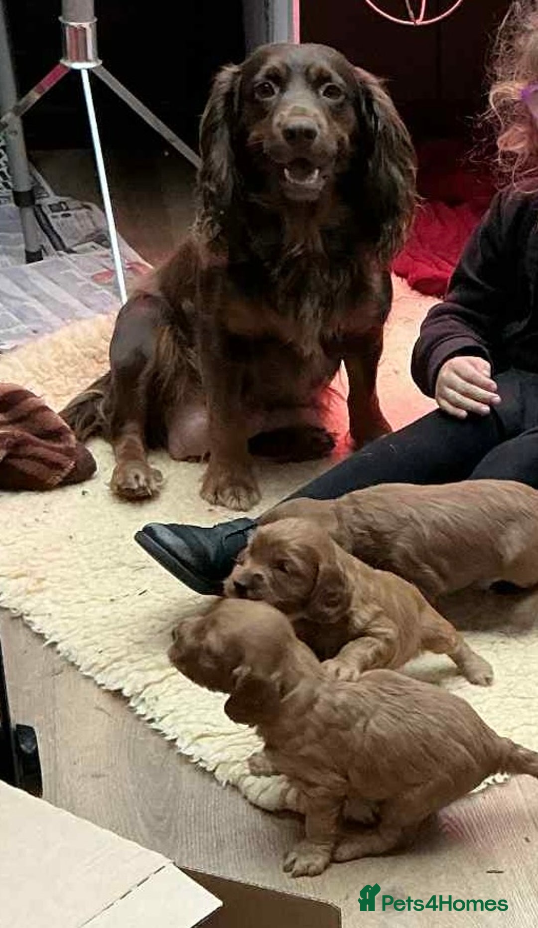 Cockapoo dogs for sale: Cockapoo puppies! - Image 1