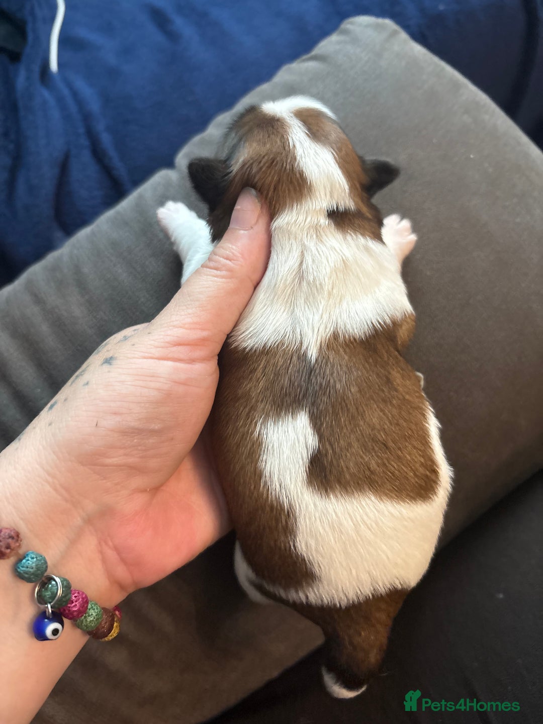 Shih Tzu dogs for sale: Shih tzu pups  - Image 5