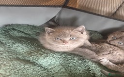 British Shorthair cats for sale: Stunning GCCF BSH kittens (2 MALES left) - Image 6