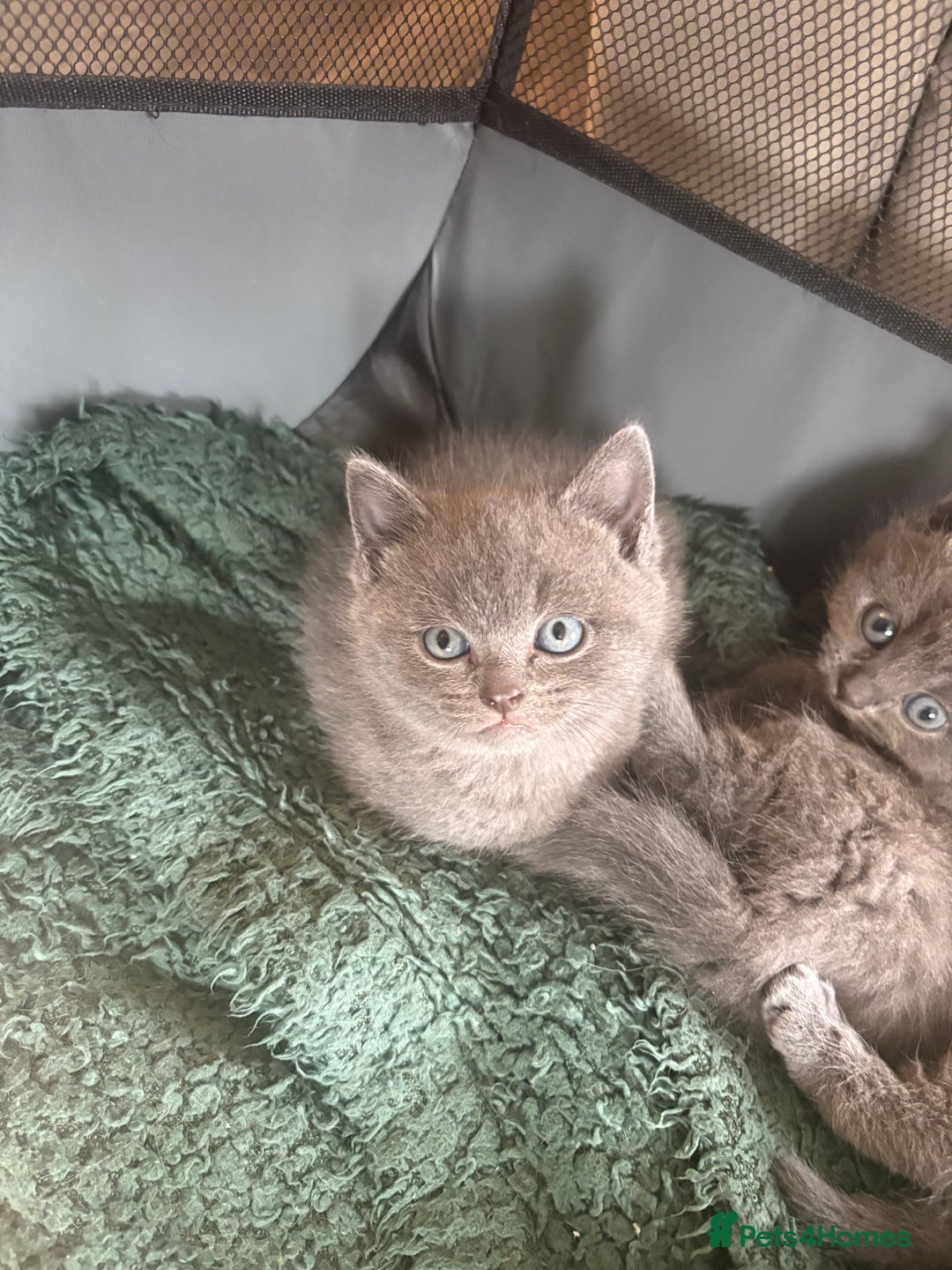 British Shorthair cats for sale: Stunning GCCF BSH kittens (2 MALES left) - Image 6