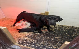 Labrador Retriever dogs for sale: Black pedigree Labradors only 3 girls available  - Image 5