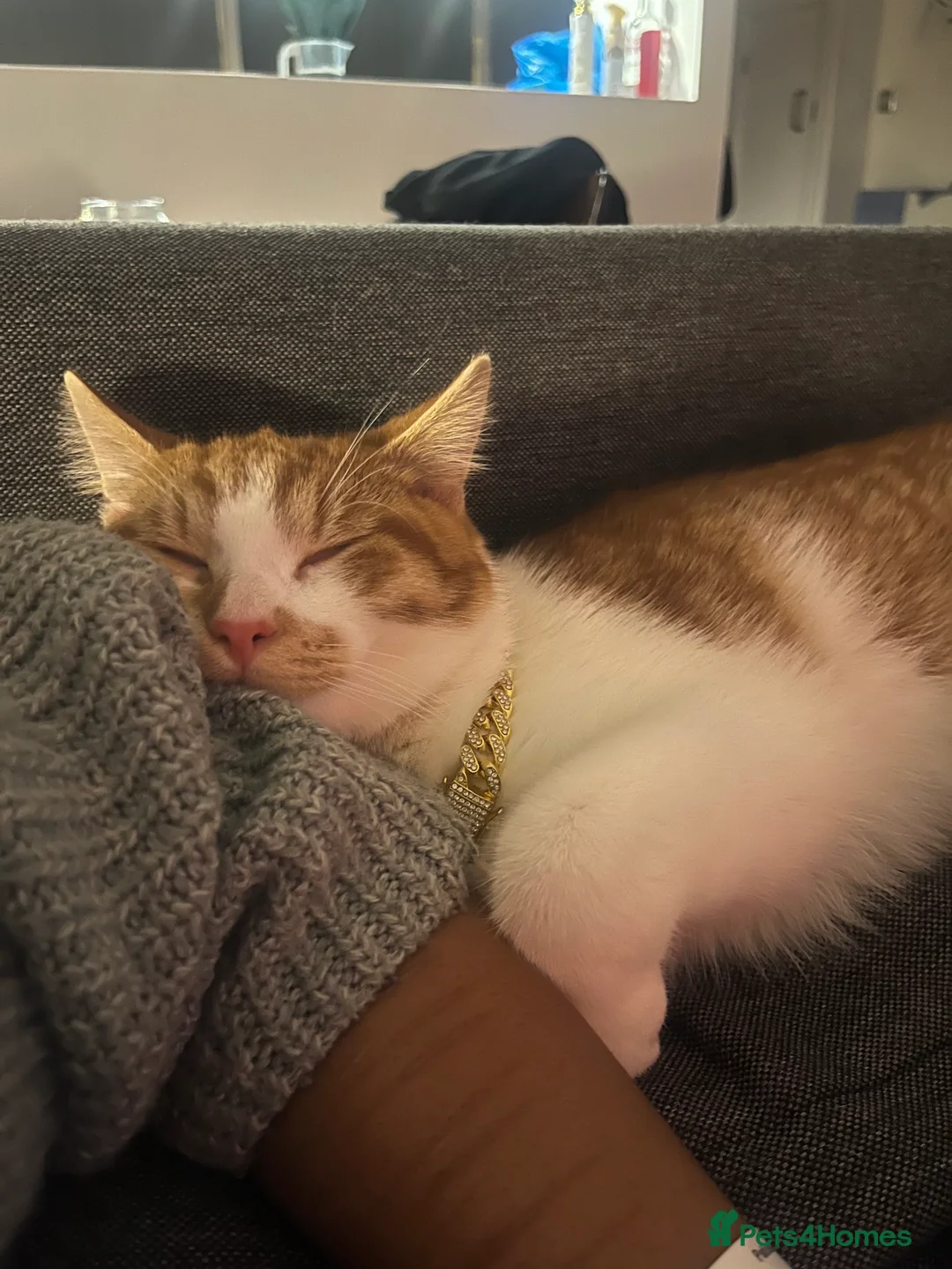 Domestic Shorthair cats for sale: The most perfect boy in Birmingham - Advert 7
