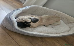French Bulldog dogs for sale: 1 year old Frenchie cross - Max - Image 2