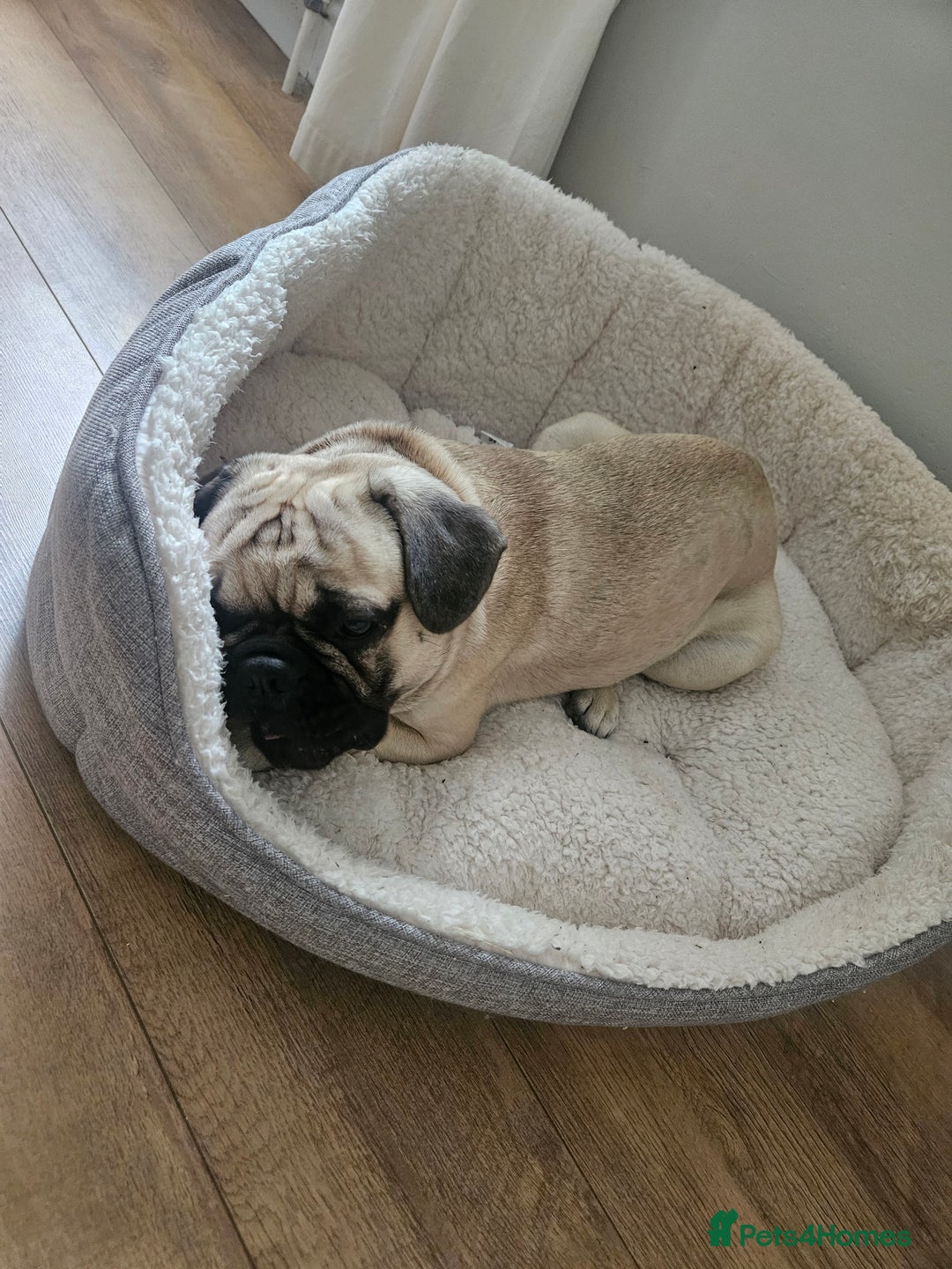 French Bulldog dogs for sale: 1 year old Frenchie cross - Max - Image 2