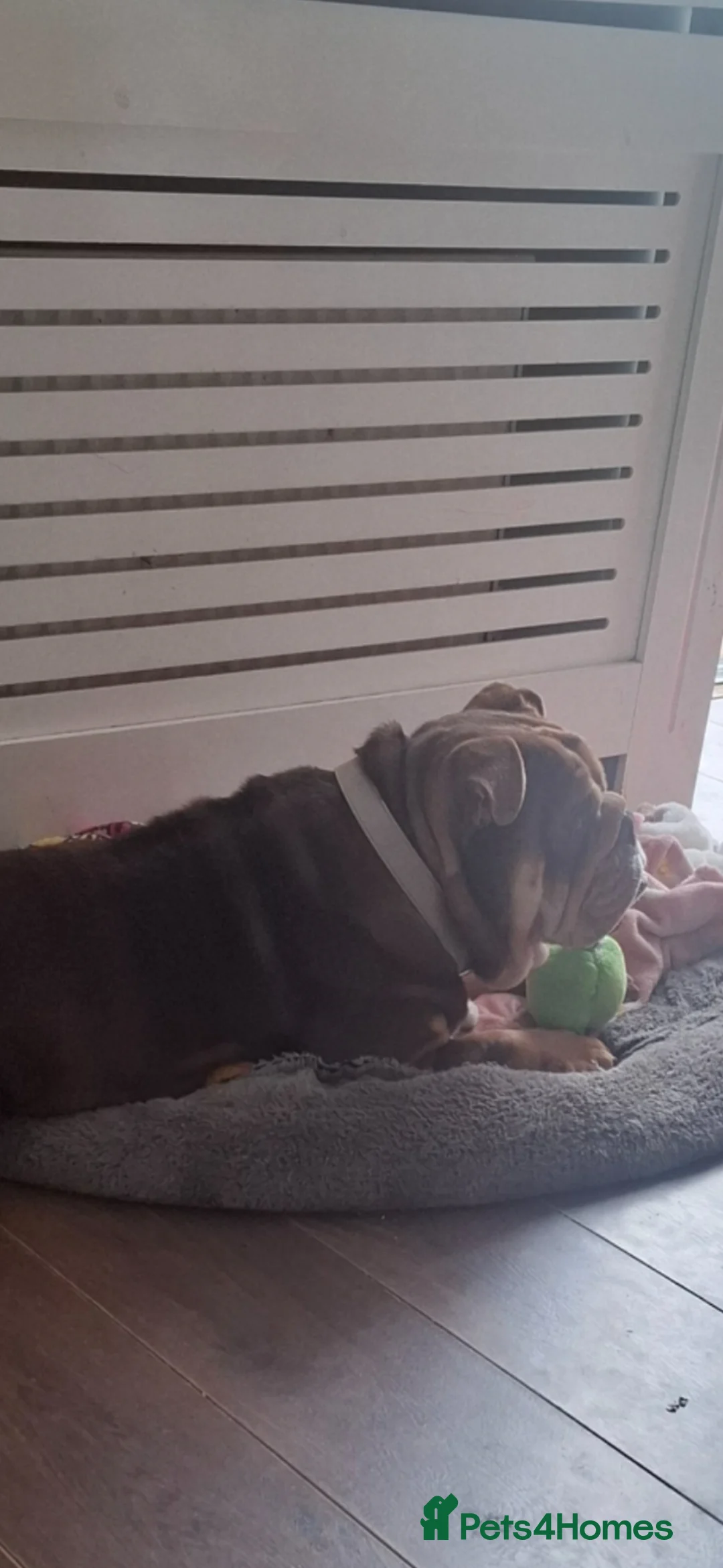 English Bulldog dogs for sale: 4 year old new english bulldog - Advert 5