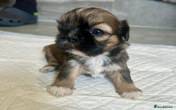 Shih Tzu dogs for sale: Beautiful litter of Shih tzu puppy’s  - Image 10
