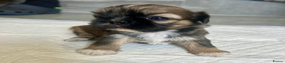 Shih Tzu Puppy 1