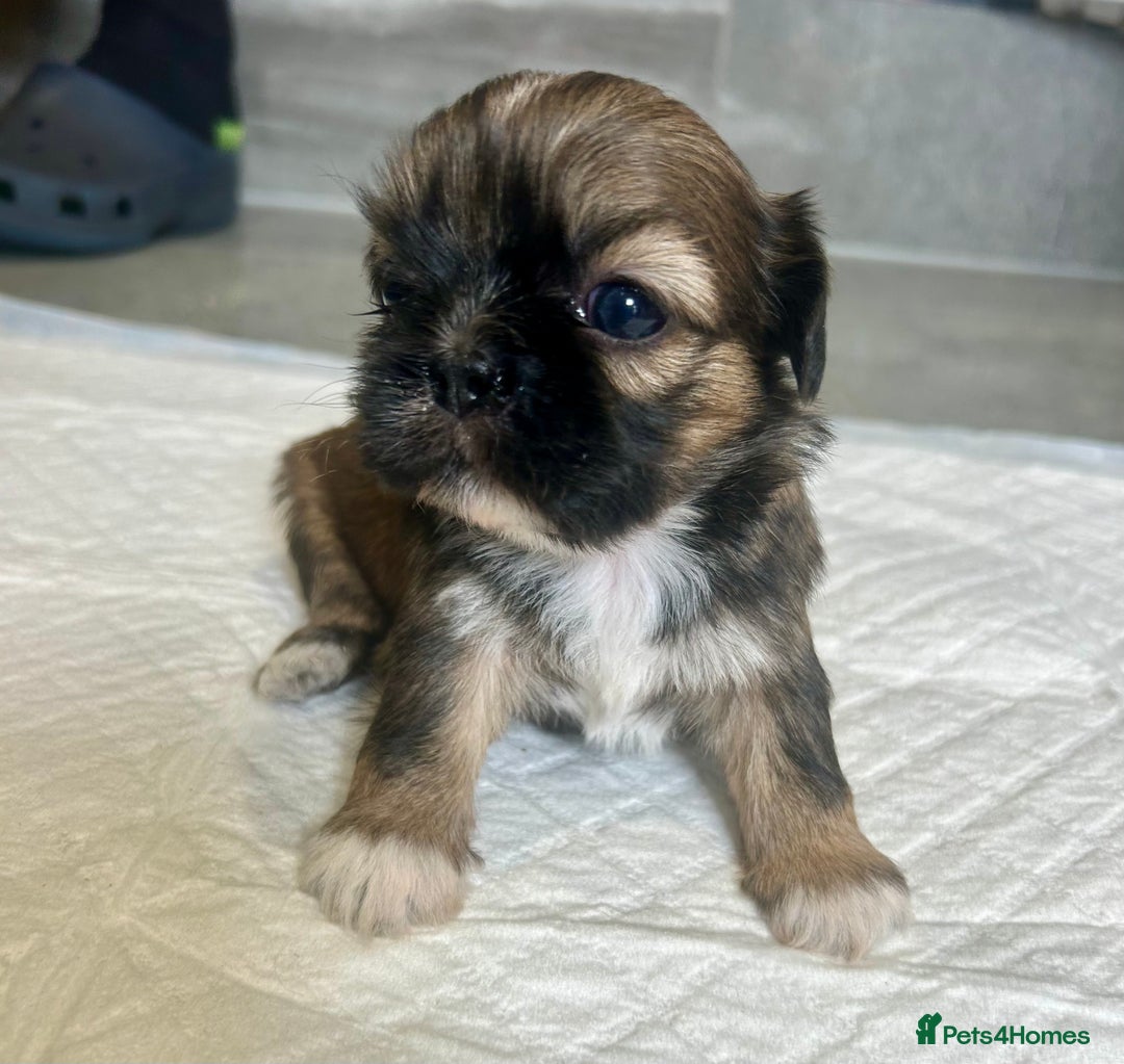 Shih Tzu dogs for sale: Beautiful litter of Shih tzu puppy’s  - Image 10