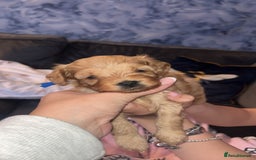 Cavapoo dogs for sale: Adorable cavapoo puppies for sale  - Advert 9