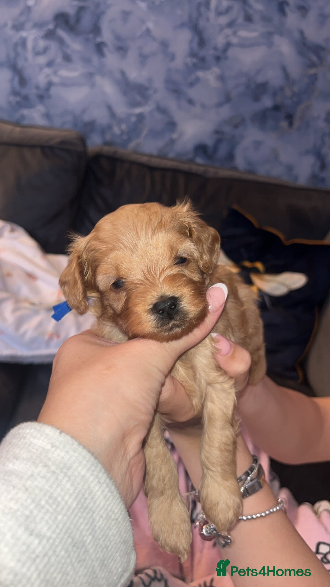 Cavapoo dogs for sale: Adorable cavapoo puppies for sale  - Advert 9