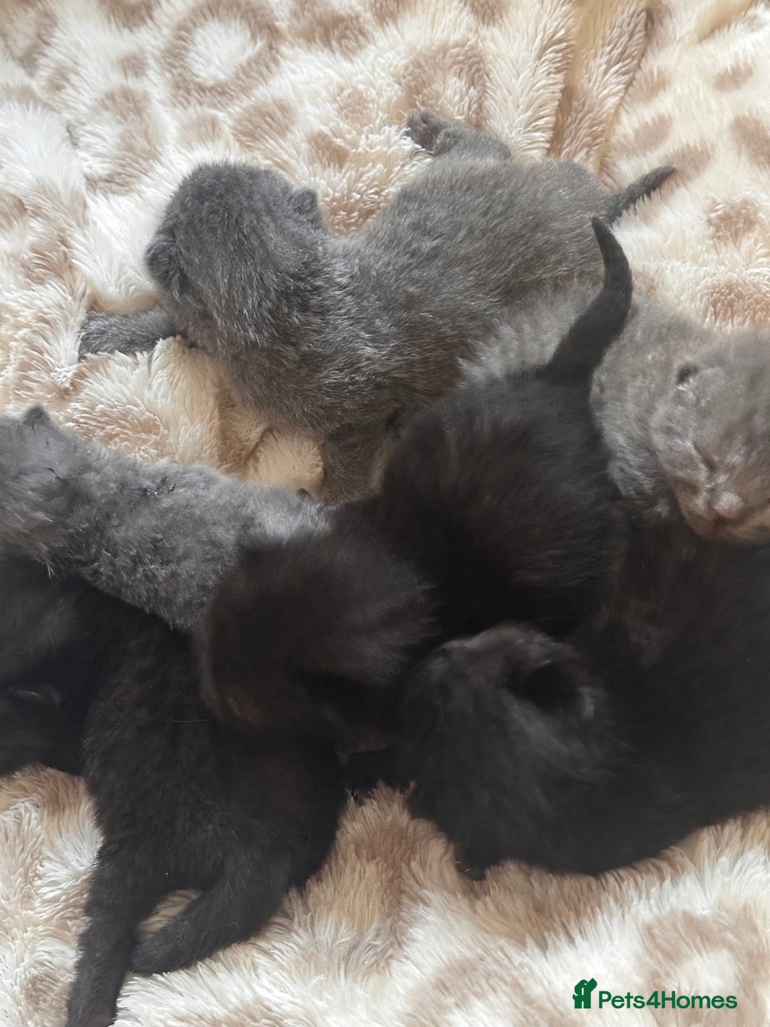 Scottish Fold cats for sale: Adorable Scottish Fold kittens, chocolate & Blue❤️ - Advert 4