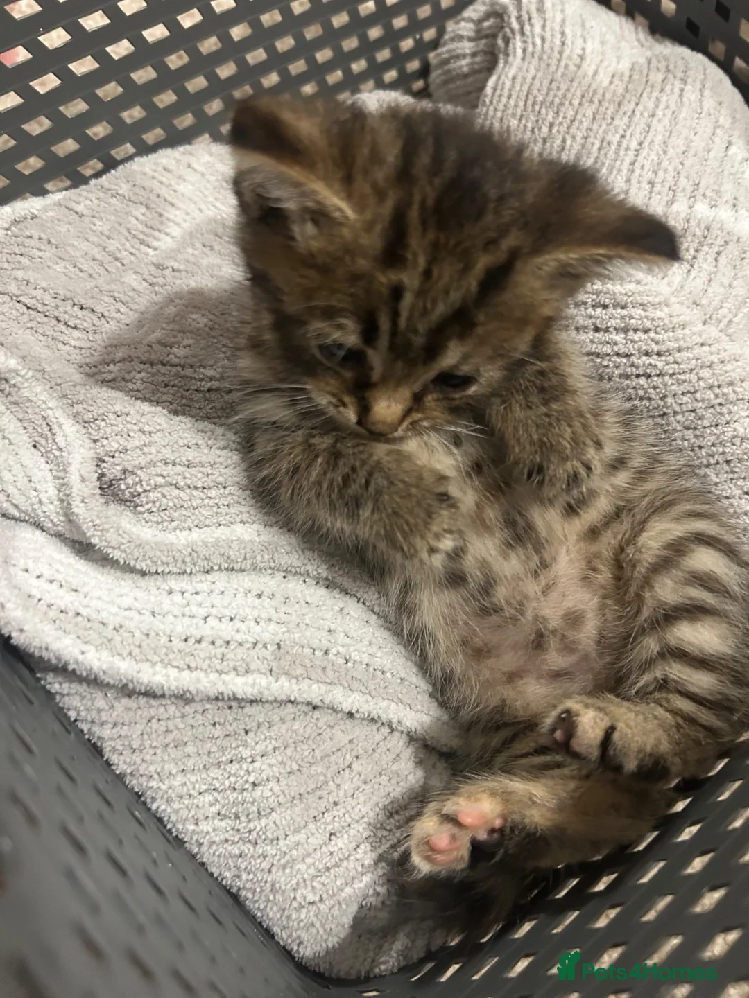 Mixed Breed cats for sale: Handsome 8 week old little boy - Advert 2