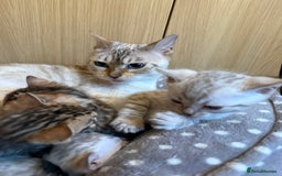 Bengal cats for sale: Pure Bengal Kittens - Image 2