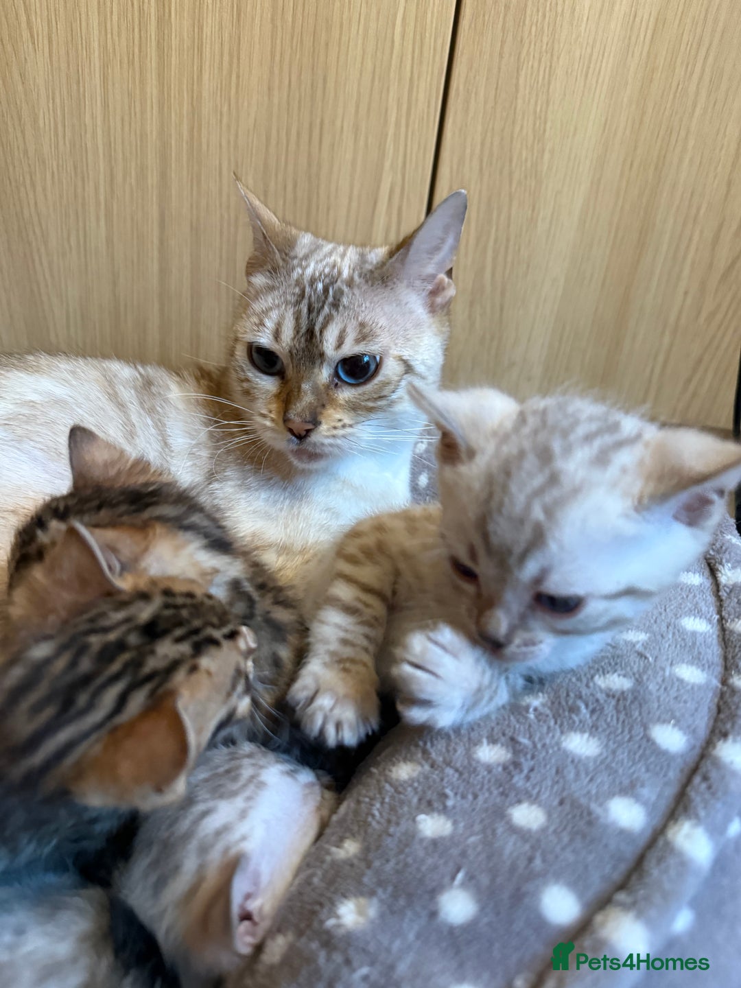 Bengal cats for sale: Pure Bengal Kittens - Image 2