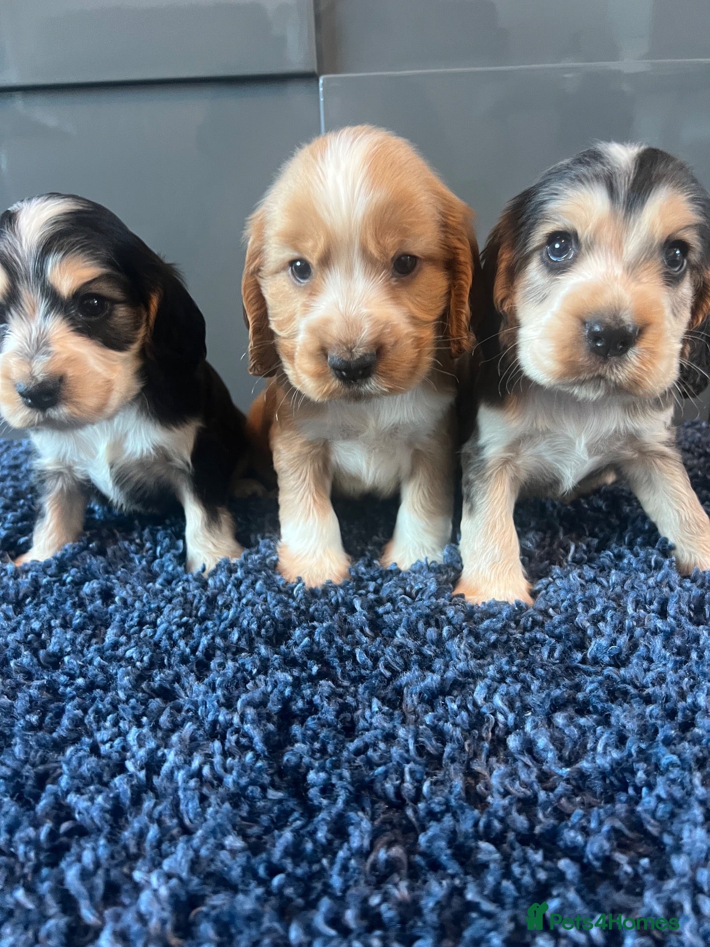 Cocker Spaniel dogs 💙 Exceptional show type health tested boys 💙 - Advert 2