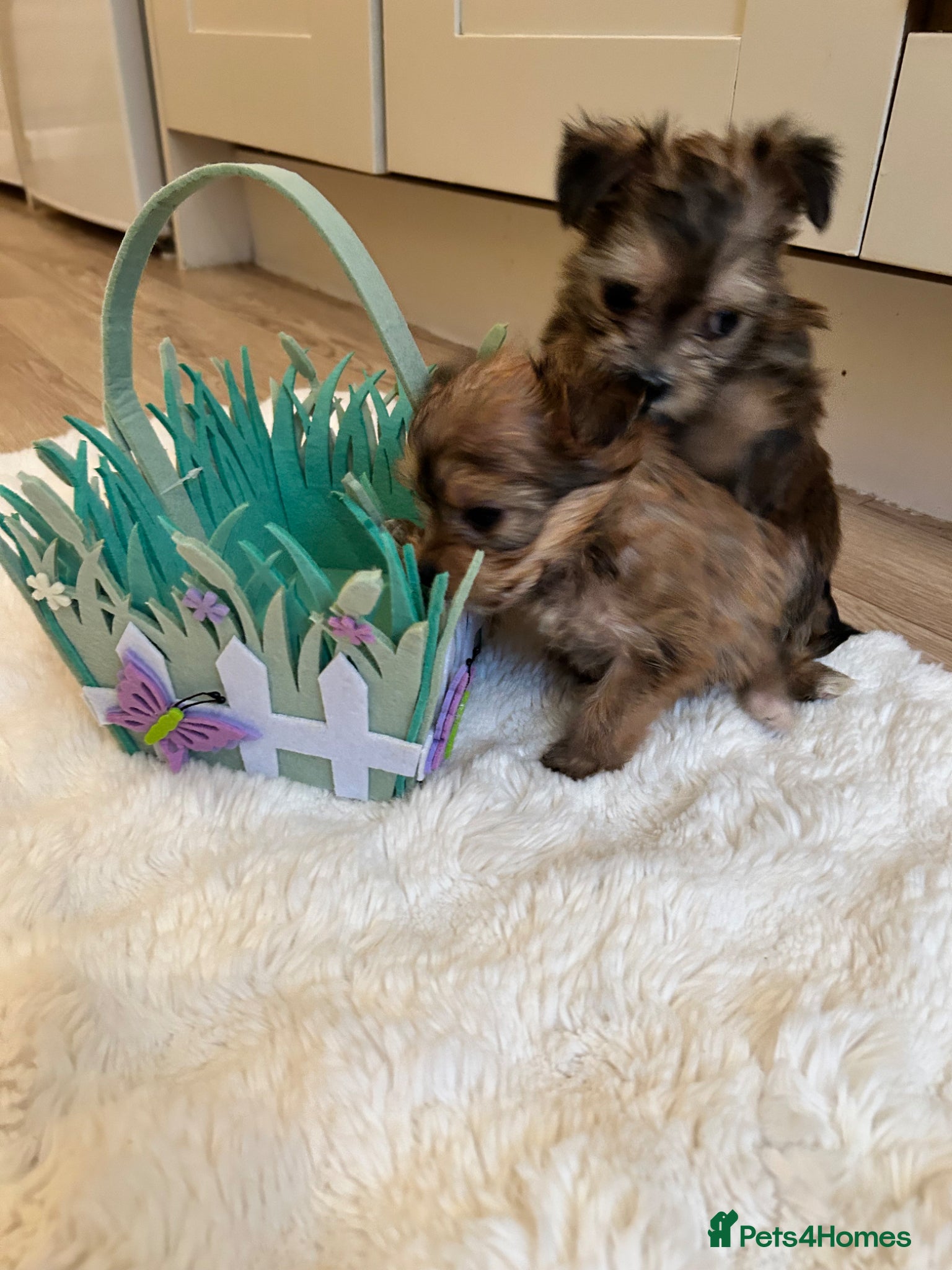 Morkie dogs Teeny tiny morkie teddy bears - Advert 8