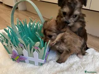 Morkie dogs Teeny tiny morkie teddy bears - Advert 8