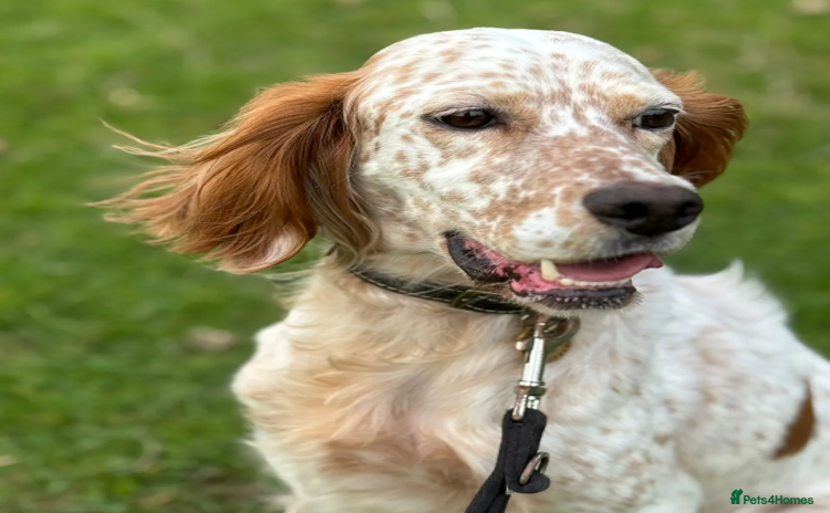 English Setter dogs - Advert 2