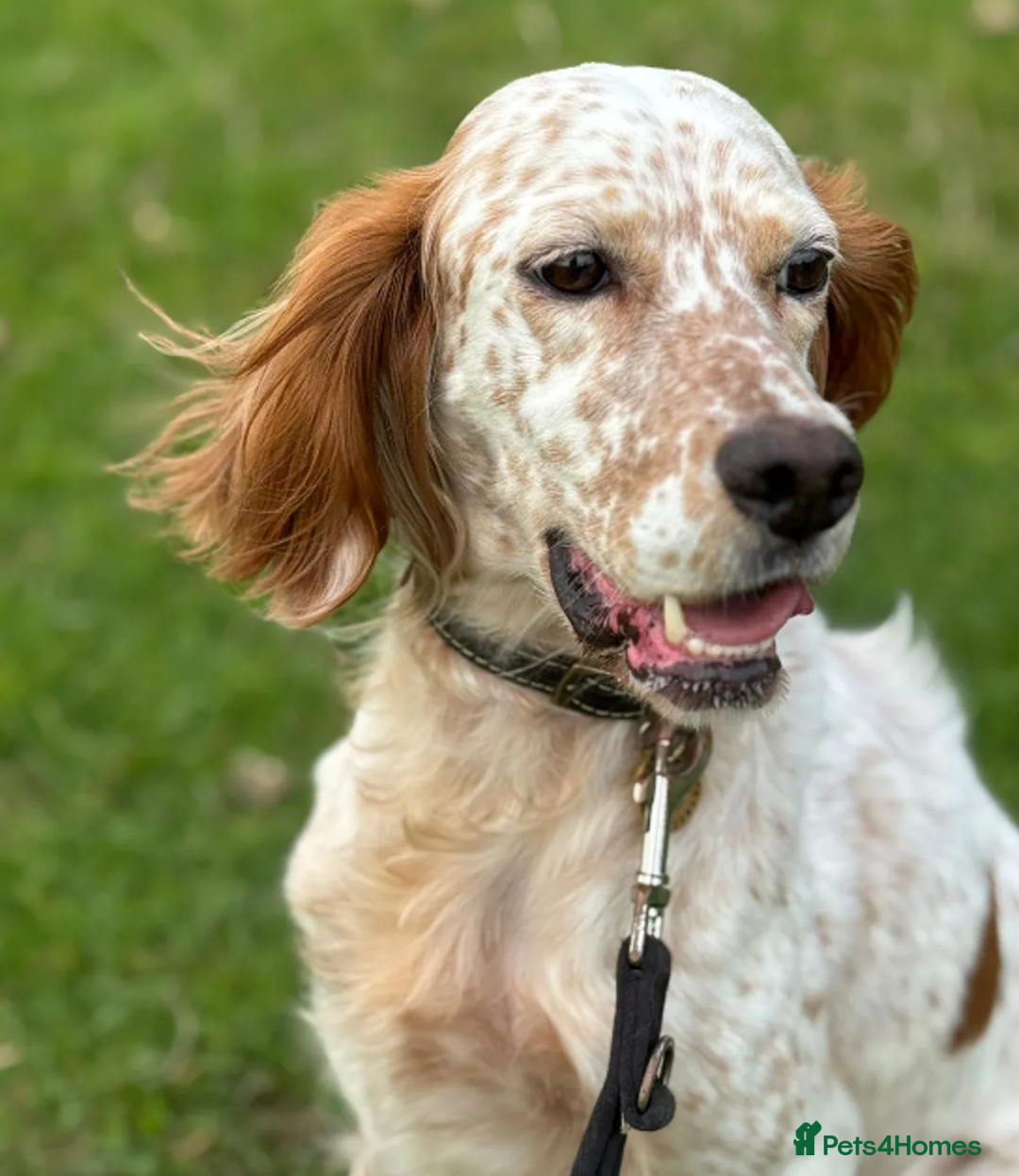 English Setter dogs for adoption: Pecas - Image 1