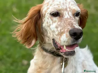 English Setter dogs Pecas - Advert 14