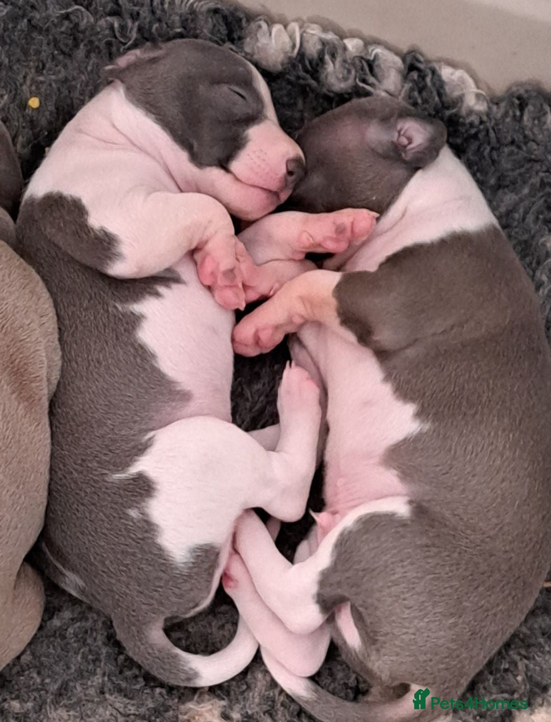 Italian Greyhound dogs Outstanding Italian greyhound puppies with KC reg - Advert 1