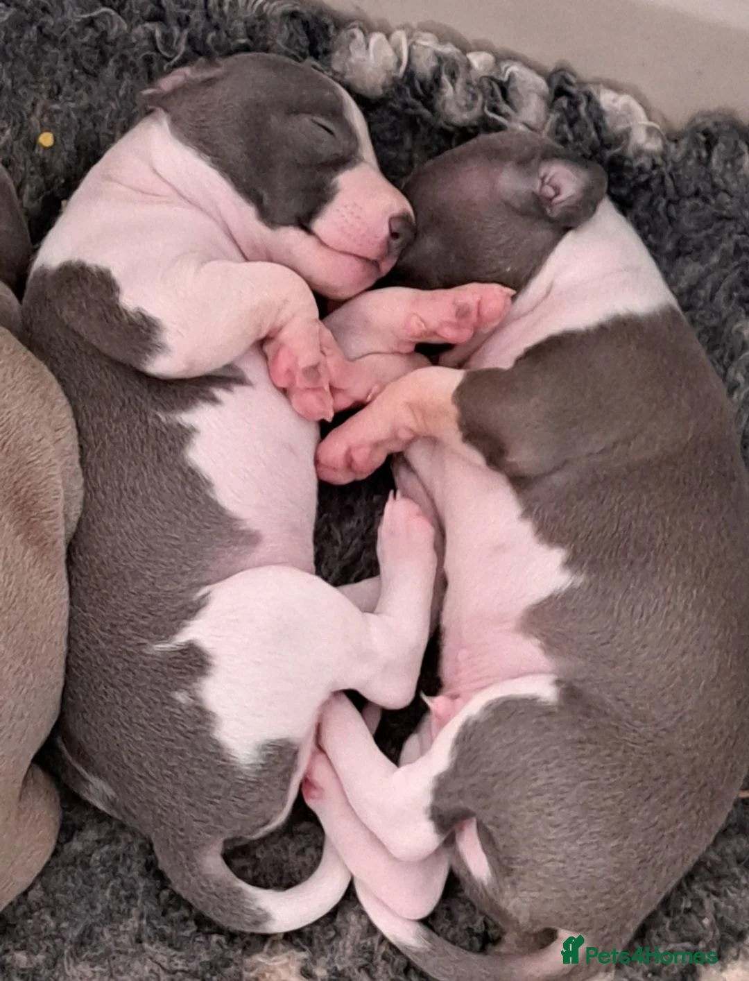 Italian Greyhound dogs for sale: Meet your future shadows   - Advert 2