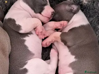 Italian Greyhound dogs Outstanding Italian greyhound puppies with KC reg - Advert 2
