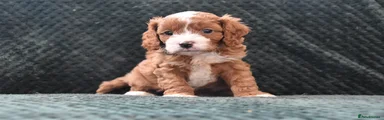 Cavapoo 1