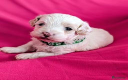 Maltipoo dogs for sale: Beautiful Toy Maltipoo Puppies - Advert 10